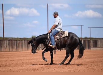 Caballo cuarto de milla, Yegua, 3 años, 152 cm, Negro