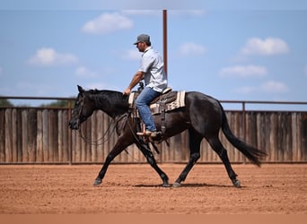 Caballo cuarto de milla, Yegua, 3 años, 152 cm, Negro