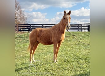 Caballo cuarto de milla, Yegua, 3 años, 152 cm, Palomino