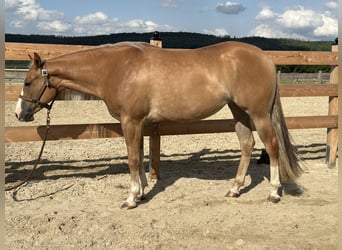 Caballo cuarto de milla, Yegua, 3 años, 152 cm, Red Dun/Cervuno