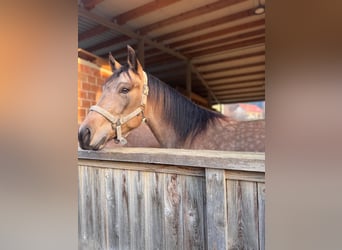 Caballo cuarto de milla, Yegua, 3 años, 153 cm, Buckskin/Bayo