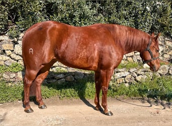 Caballo cuarto de milla, Yegua, 3 años, 153 cm, Castaño