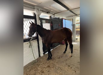 Caballo cuarto de milla, Yegua, 3 años, 153 cm, Castaño