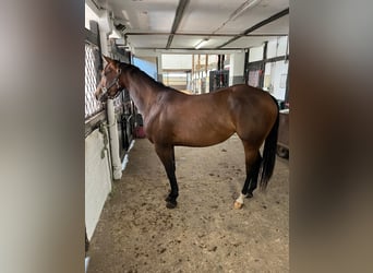 Caballo cuarto de milla, Yegua, 3 años, 153 cm, Castaño