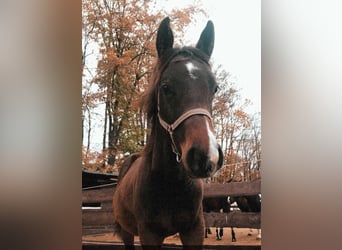 Caballo cuarto de milla, Yegua, 3 años, 153 cm, Castaño