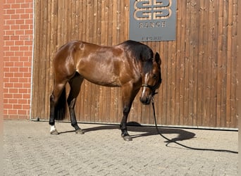 Caballo cuarto de milla, Yegua, 3 años, 154 cm, Castaño