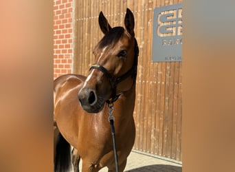 Caballo cuarto de milla, Yegua, 3 años, 154 cm, Castaño