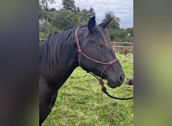 Caballo cuarto de milla, Yegua, 3 años, 154 cm, Negro