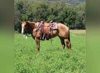 Caballo cuarto de milla, Yegua, 3 años, 155 cm, Bayo