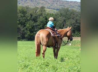 Caballo cuarto de milla, Yegua, 3 años, 155 cm, Bayo