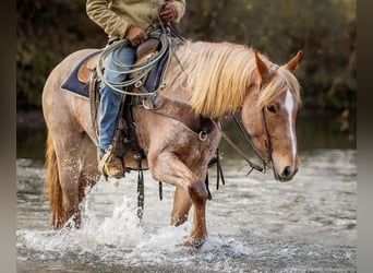 Caballo cuarto de milla Mestizo, Yegua, 3 años, 155 cm, Ruano alazán