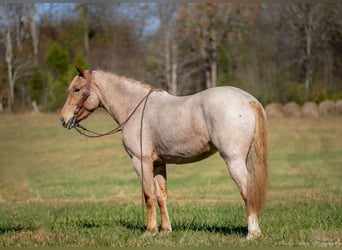 Caballo cuarto de milla Mestizo, Yegua, 3 años, 155 cm, Ruano alazán