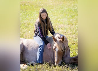 Caballo cuarto de milla Mestizo, Yegua, 3 años, 155 cm, Ruano alazán