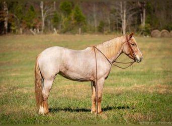 Caballo cuarto de milla Mestizo, Yegua, 3 años, 155 cm, Ruano alazán