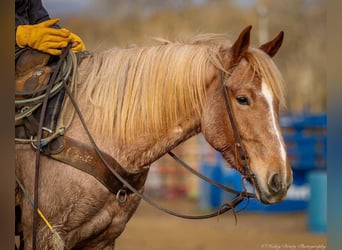 Caballo cuarto de milla Mestizo, Yegua, 3 años, 155 cm, Ruano alazán