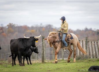 Caballo cuarto de milla Mestizo, Yegua, 3 años, 155 cm, Ruano alazán