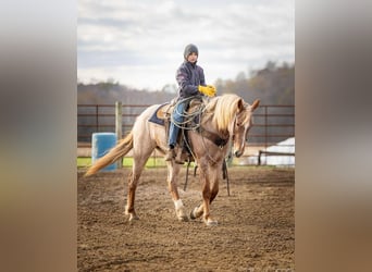 Caballo cuarto de milla Mestizo, Yegua, 3 años, 155 cm, Ruano alazán