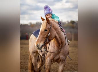 Caballo cuarto de milla Mestizo, Yegua, 3 años, 155 cm, Ruano alazán