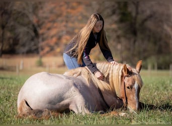 Caballo cuarto de milla Mestizo, Yegua, 3 años, 155 cm, Ruano alazán