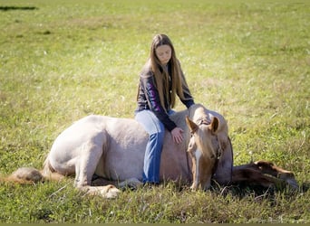 Caballo cuarto de milla Mestizo, Yegua, 3 años, 155 cm, Ruano alazán