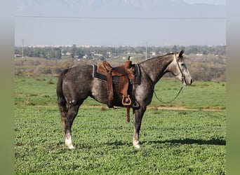 Caballo cuarto de milla, Yegua, 3 años, 155 cm, Tordo rodado