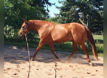 Caballo cuarto de milla, Yegua, 3 años, 157 cm, Alazán