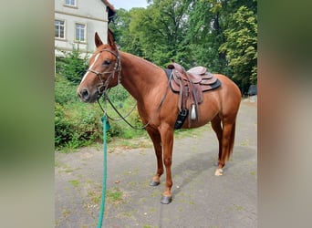 Caballo cuarto de milla, Yegua, 3 años, 157 cm, Alazán
