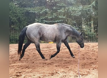 Caballo cuarto de milla, Yegua, 3 años, 157 cm, Alazán
