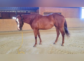 Caballo cuarto de milla, Yegua, 3 años, 158 cm, Alazán