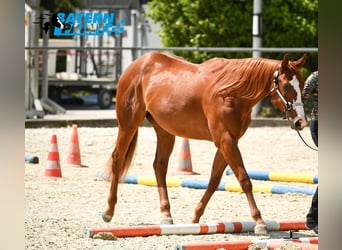 Caballo cuarto de milla, Yegua, 3 años, 158 cm, Alazán