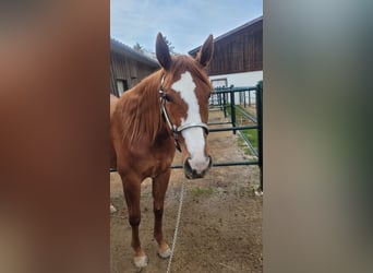 Caballo cuarto de milla, Yegua, 3 años, 158 cm, Alazán