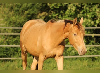 Caballo cuarto de milla Mestizo, Yegua, 3 años, 158 cm, Champán