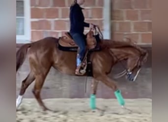 Caballo cuarto de milla, Yegua, 3 años, 160 cm, Alazán