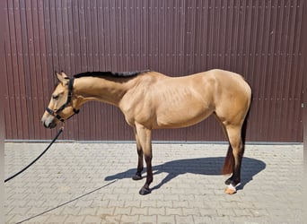 Caballo cuarto de milla, Yegua, 3 años, 160 cm, Buckskin/Bayo