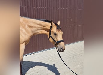 Caballo cuarto de milla, Yegua, 3 años, 160 cm, Buckskin/Bayo