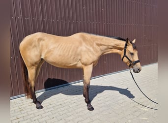 Caballo cuarto de milla, Yegua, 3 años, 160 cm, Buckskin/Bayo