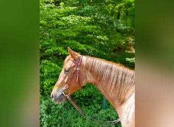 Caballo cuarto de milla, Yegua, 3 años, 165 cm, Ruano alazán