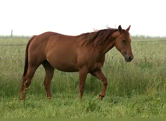 Caballo cuarto de milla, Yegua, 3 años, Alazán