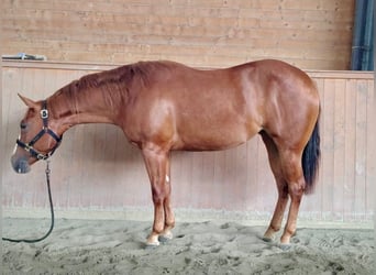 Caballo cuarto de milla, Yegua, 3 años, Alazán