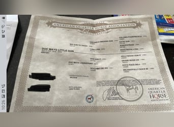 Caballo cuarto de milla, Yegua, 3 años, Alazán