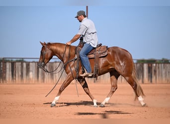 Caballo cuarto de milla, Yegua, 3 años, Alazán rojizo