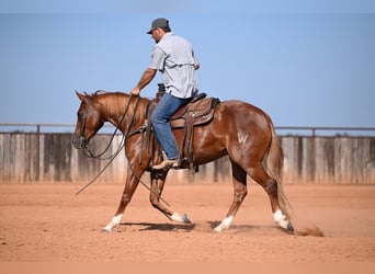 Caballo cuarto de milla, Yegua, 3 años, Alazán rojizo