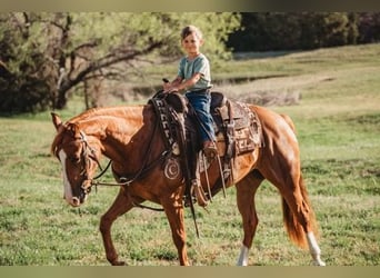 Caballo cuarto de milla, Yegua, 3 años, Alazán rojizo