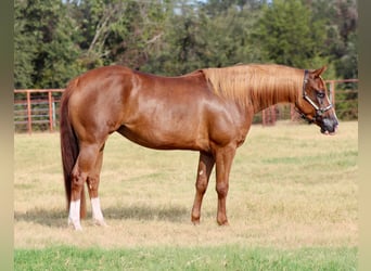 Caballo cuarto de milla, Yegua, 3 años, Alazán rojizo