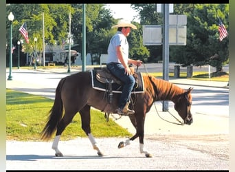 Caballo cuarto de milla, Yegua, 3 años, Alazán rojizo