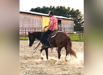 Caballo cuarto de milla, Yegua, 3 años, Alazán rojizo