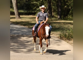 Caballo cuarto de milla, Yegua, 3 años, Alazán rojizo