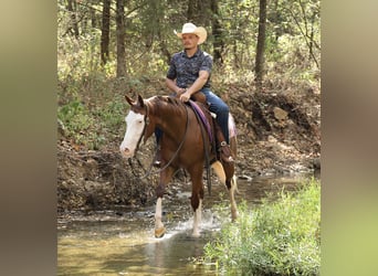 Caballo cuarto de milla, Yegua, 3 años, Alazán rojizo