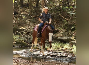 Caballo cuarto de milla, Yegua, 3 años, Alazán rojizo