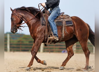 Caballo cuarto de milla, Yegua, 3 años, Alazán-tostado